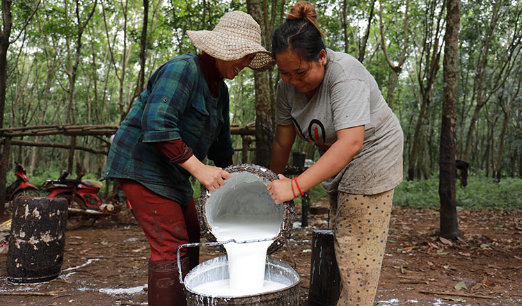 Kingdom’s rubber exports bring $239M, stand next to garments